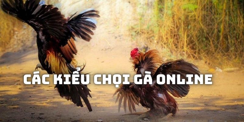 Các kiểu chọi kê online bạn có thể theo dõi và cá cược