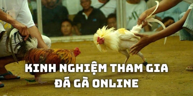 Kinh nghiệm giúp kiếm tiền từ đá gà trực tuyến là gì