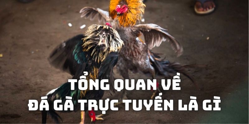 Tìm hiểu đá gà trực tuyến là gì